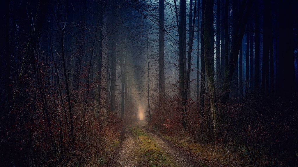 Dense woodland in the twilight